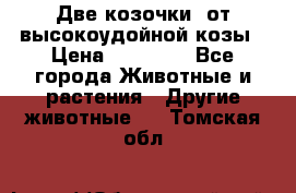 Две козочки  от высокоудойной козы › Цена ­ 20 000 - Все города Животные и растения » Другие животные   . Томская обл.